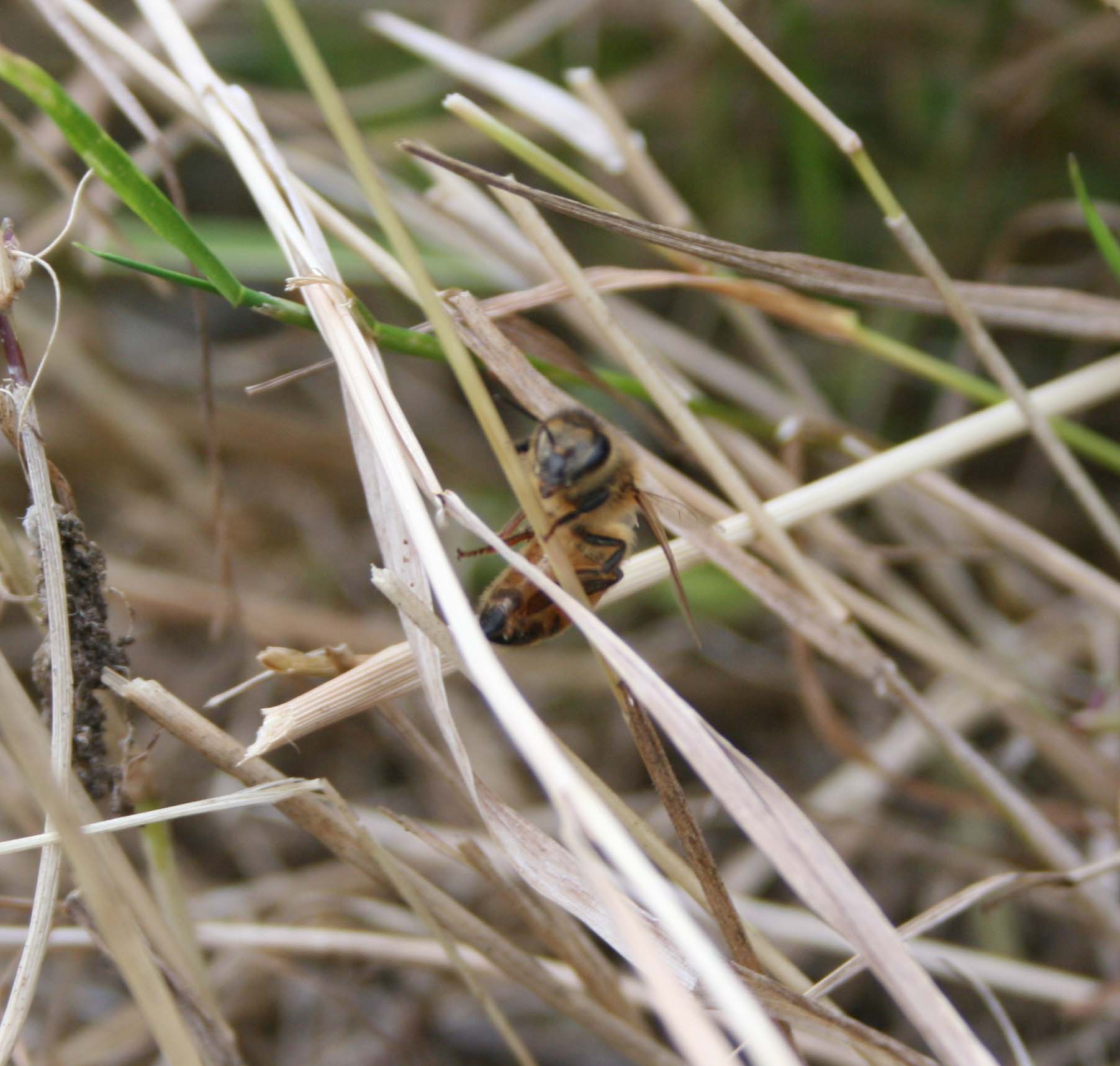 wasps-attacking-bees 079a.jpg